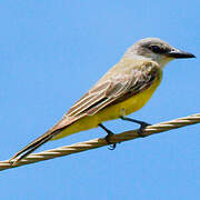 Tropical Kingbird