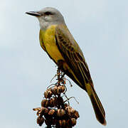 Tropical Kingbird