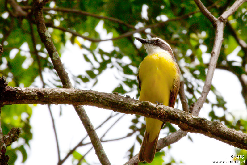 Great Kiskadee, identification