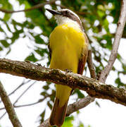 Great Kiskadee