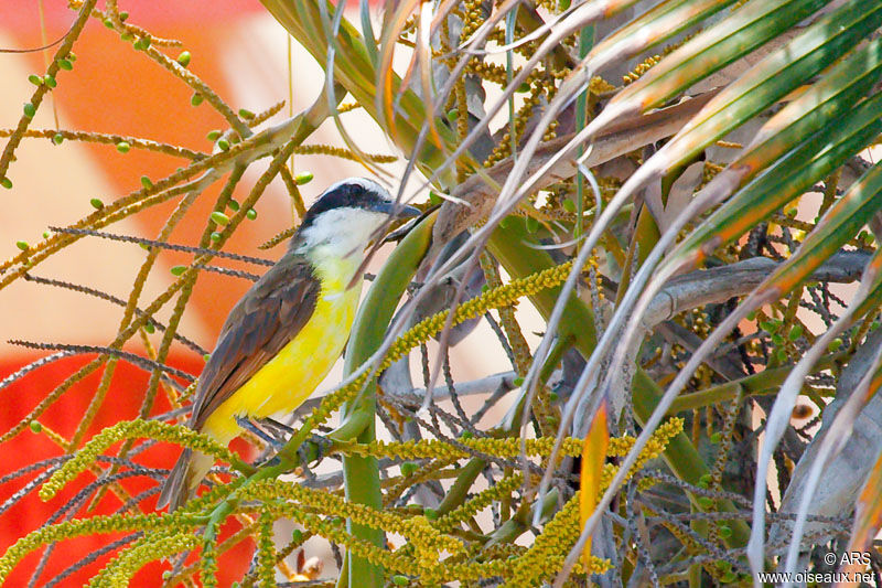 Great Kiskadee, identification