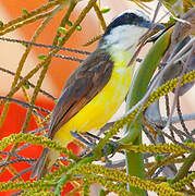 Great Kiskadee