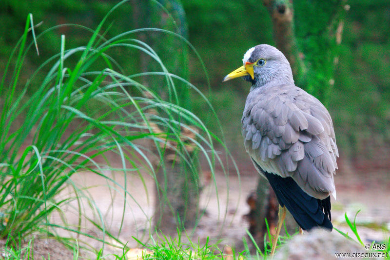 African Wattled Lapwing, identification