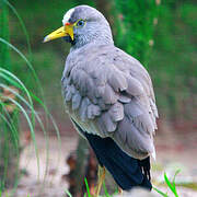 African Wattled Lapwing