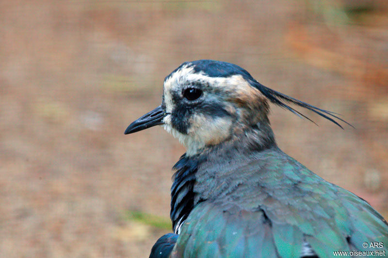 Vanneau huppé, identification