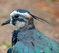 Northern Lapwing