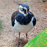 Northern Lapwing