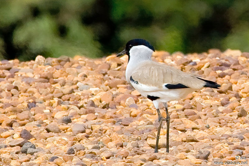 River Lapwing, identification