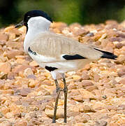 River Lapwing