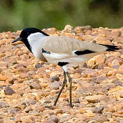 River Lapwing