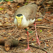 Masked Lapwing