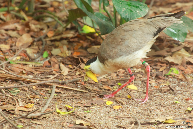 Masked Lapwing, identification