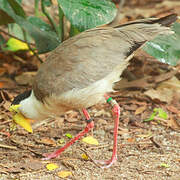 Masked Lapwing