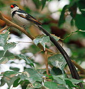 Pin-tailed Whydah