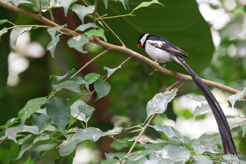 Pin-tailed Whydah, identification