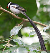 Pin-tailed Whydah