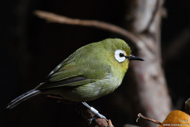 Kikuyu White-eye, identification