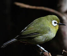 Kikuyu White-eye