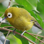 Kikuyu White-eye