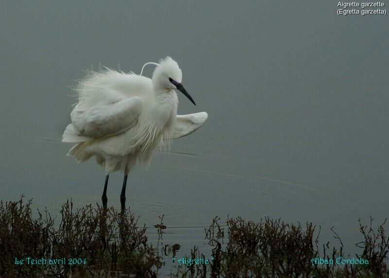 Aigrette garzette