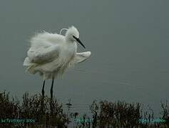 Aigrette garzette