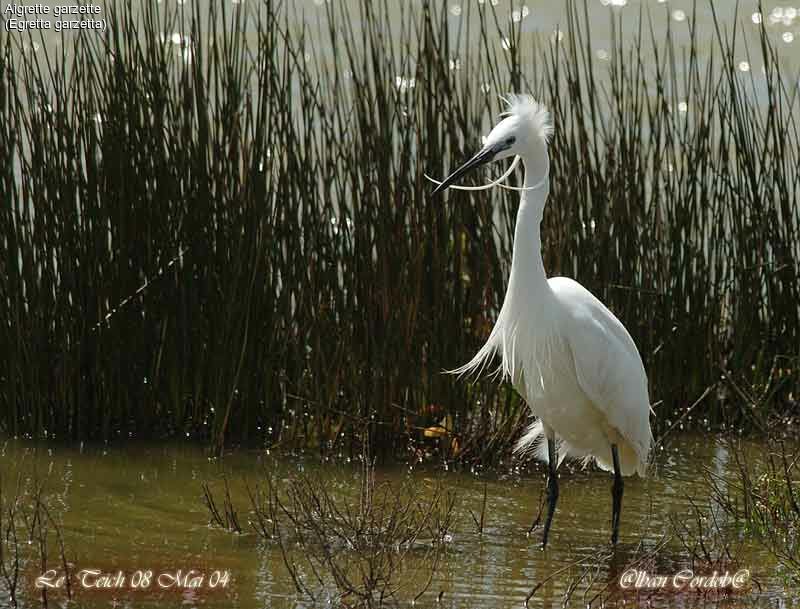 Little Egret