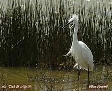 Aigrette garzette