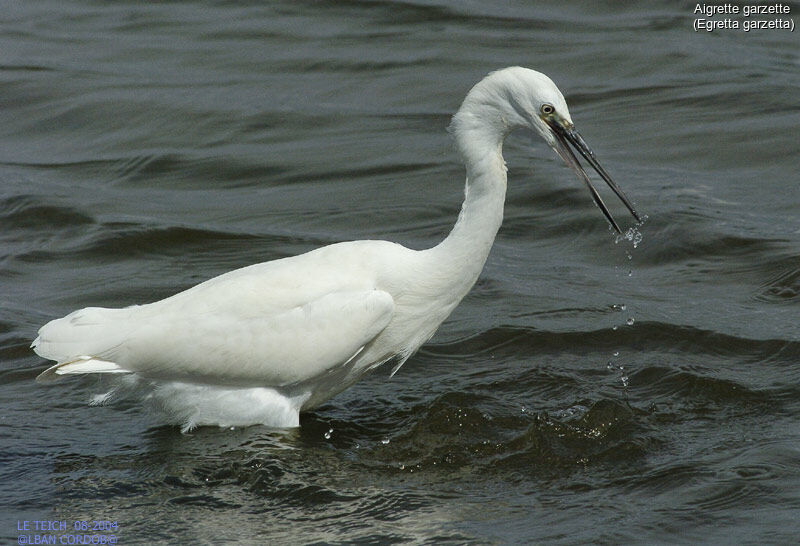 Little Egret