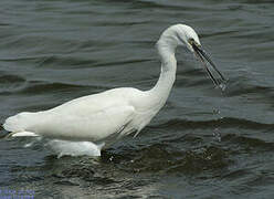 Aigrette garzette