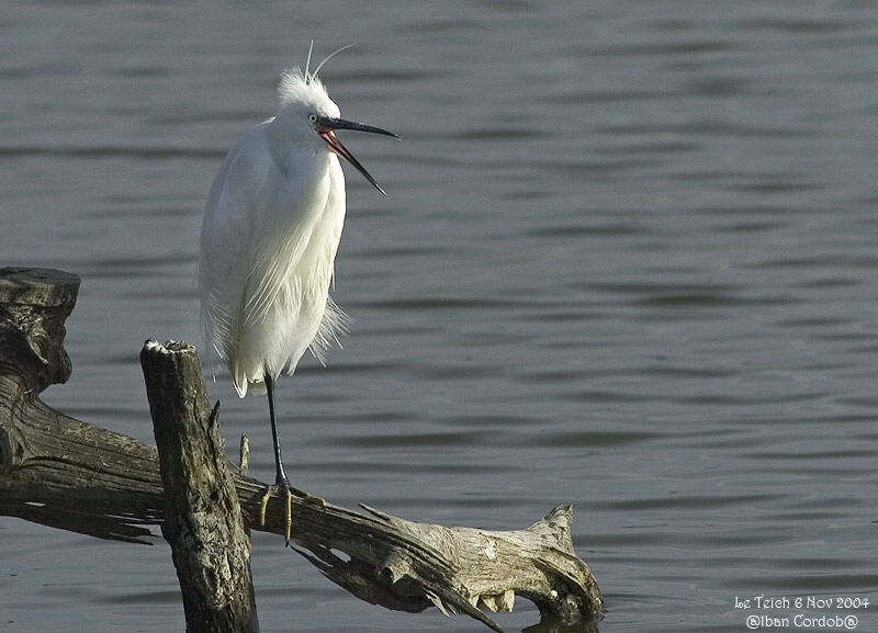 Little Egret