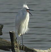 Little Egret