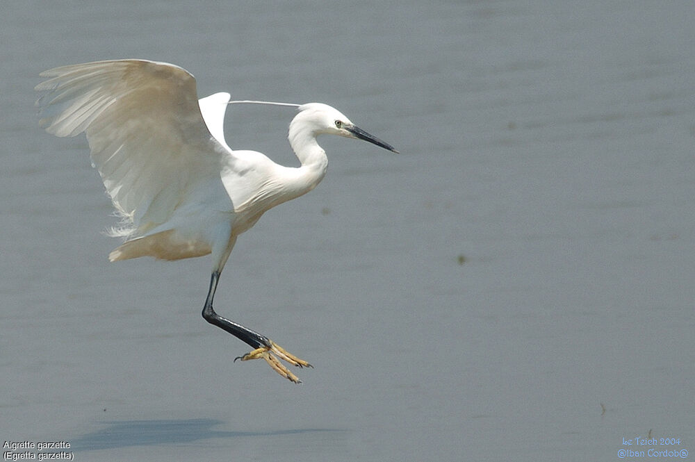 Little Egret