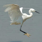 Little Egret