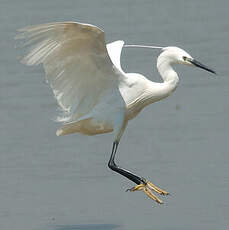 Aigrette garzette