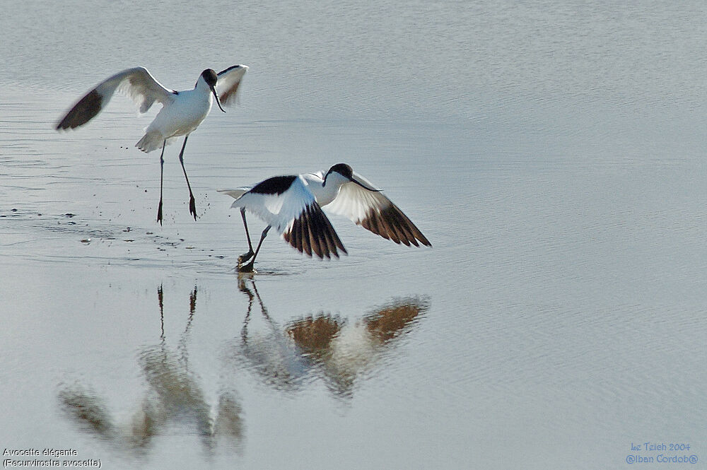 Avocette élégante