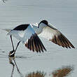 Avocette élégante