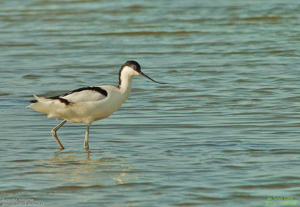 Pied Avocet