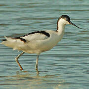 Avocette élégante