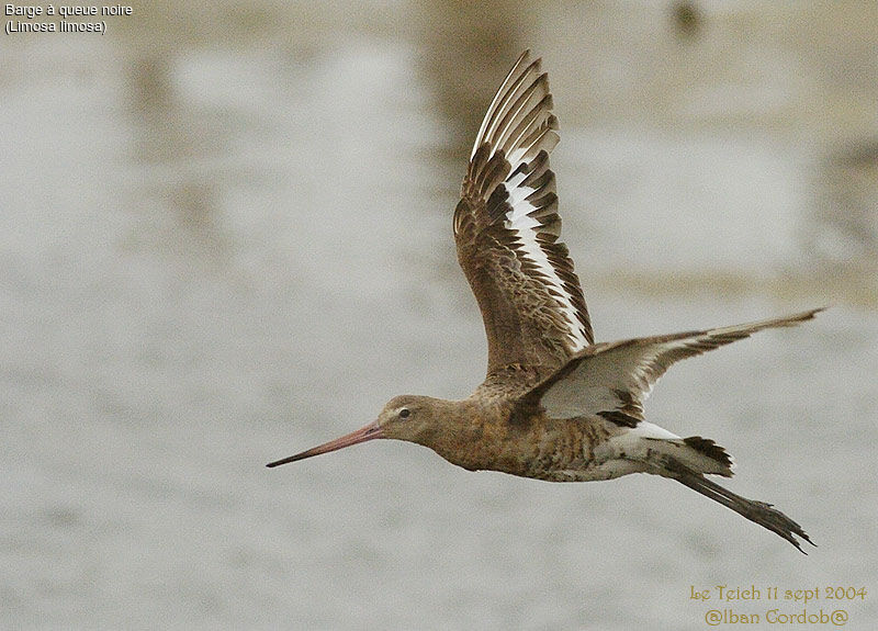 Black-tailed Godwit