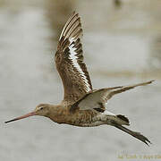 Black-tailed Godwit