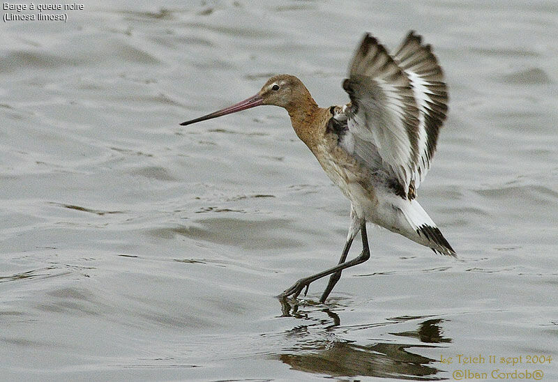 Black-tailed Godwit