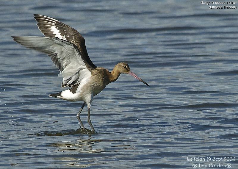 Black-tailed Godwit