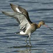 Black-tailed Godwit