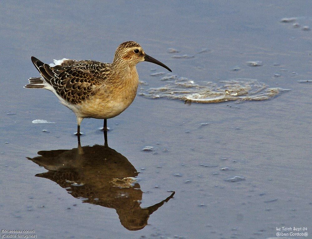 Curlew Sandpiper