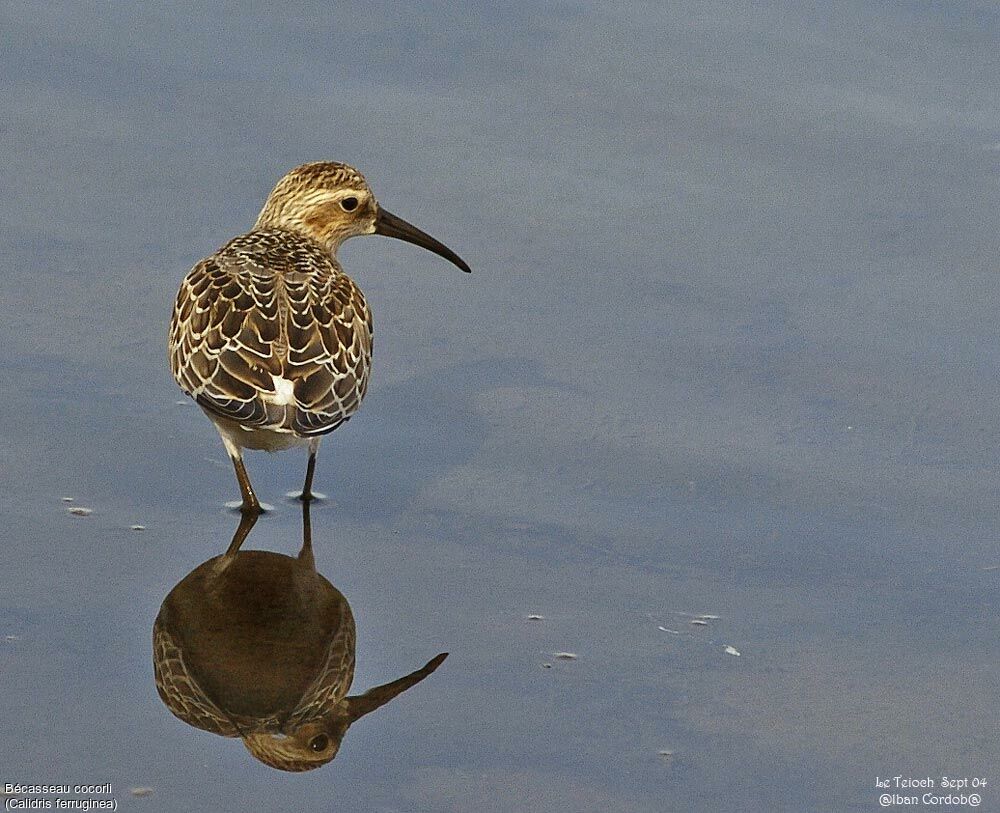 Curlew Sandpiper