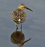 Curlew Sandpiper