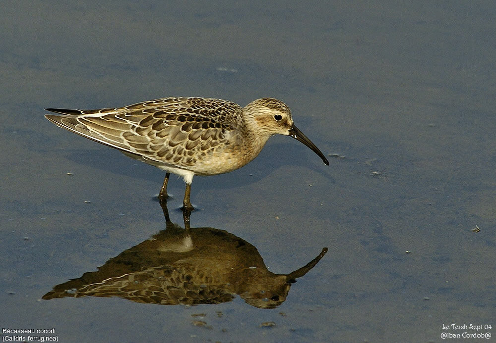 Curlew Sandpiper