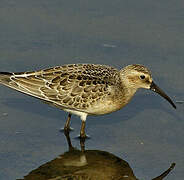 Curlew Sandpiper