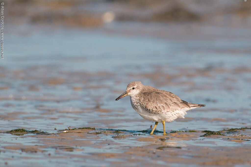 Red Knot