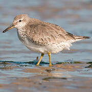 Red Knot